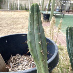 12 inch Bridgesii "Helen" Cutting