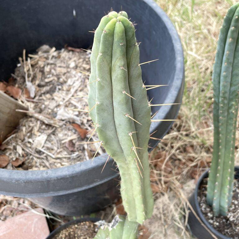 12 inch Bridgesii "Helen" Cutting