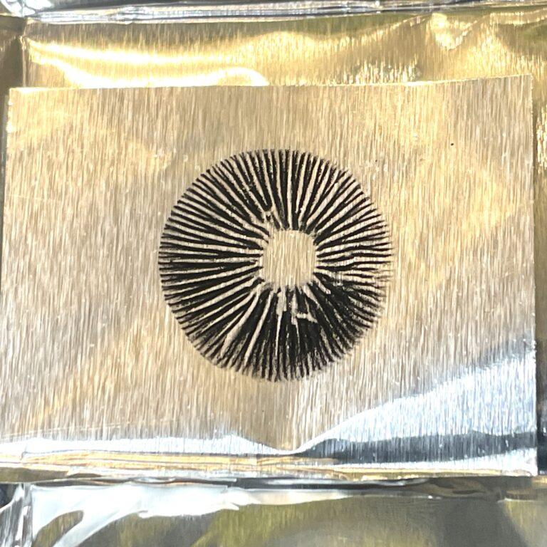 Pan Cyan "Jamaica" Spore Print