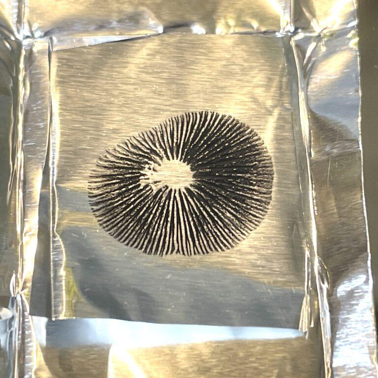 Pan Cyan "Jamaica" Spore Print