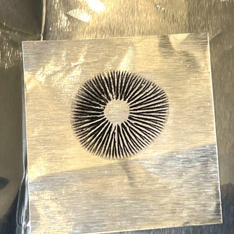 Pan Cyan "Jamaica" Spore Print