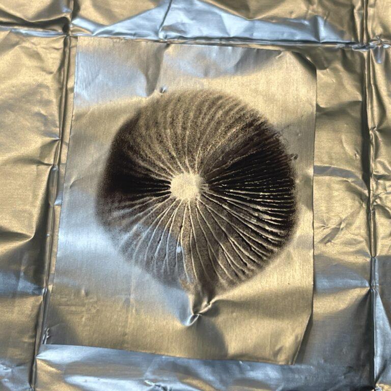 Psilocybe Mexicana "Jalisco" spore print