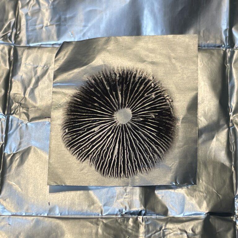 Psilocybe Mexicana "Jalisco" spore print