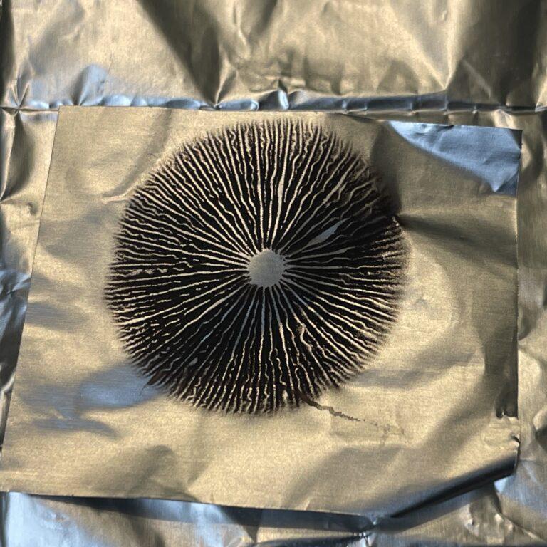 Psilocybe Mexicana "Jalisco" spore print