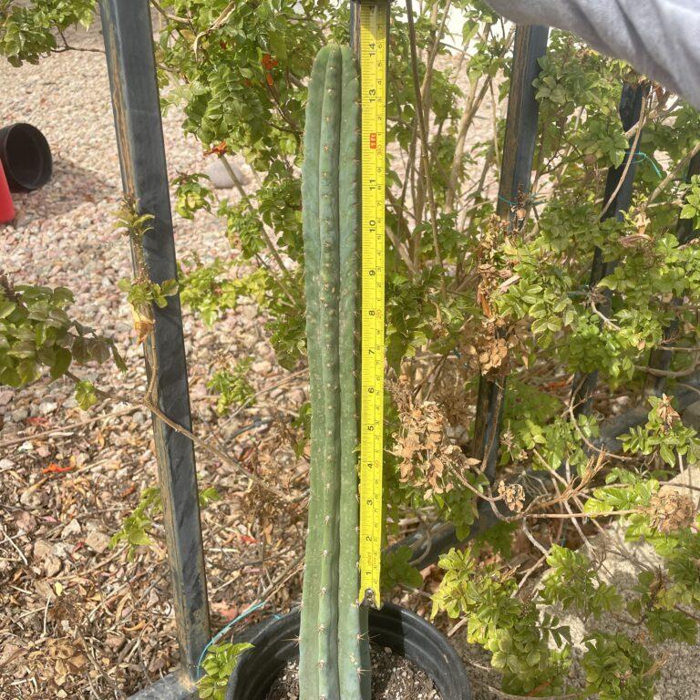 14 inch Macrogonus x Bridgesii "Lumberjack" Cutting