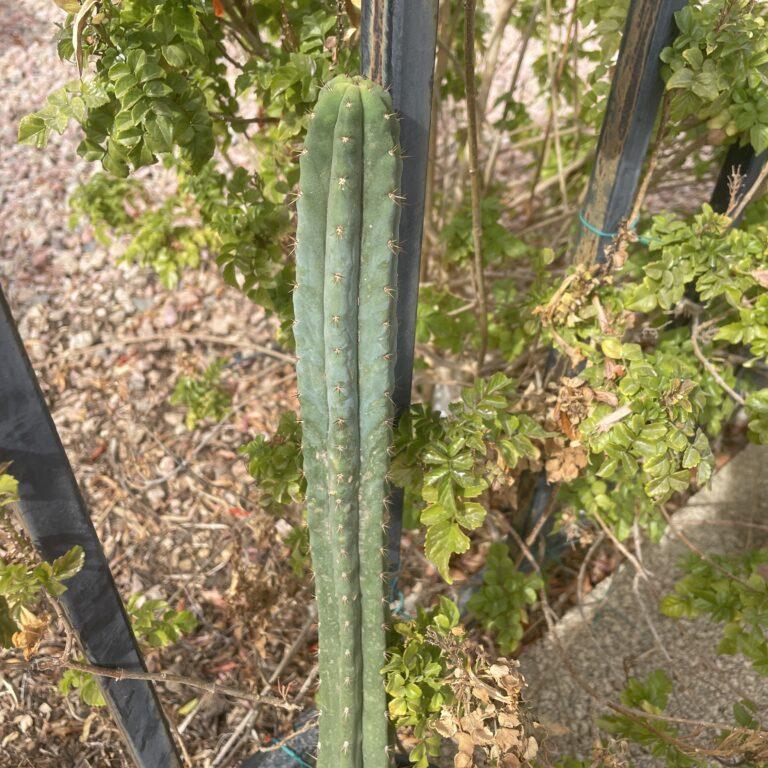 14 inch Macrogonus x Bridgesii "Lumberjack" Cutting