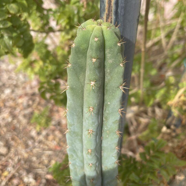 14 inch Macrogonus x Bridgesii "Lumberjack" Cutting