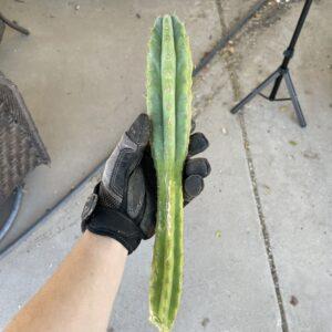 13in Macrogonus x Bridgesii "Lumberjack" Cutting