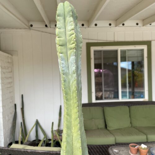 15in Desert Botanical Garden (DBG) Scopulicola cutting