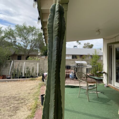 15in Desert Botanical Garden (DBG) Scopulicola cutting