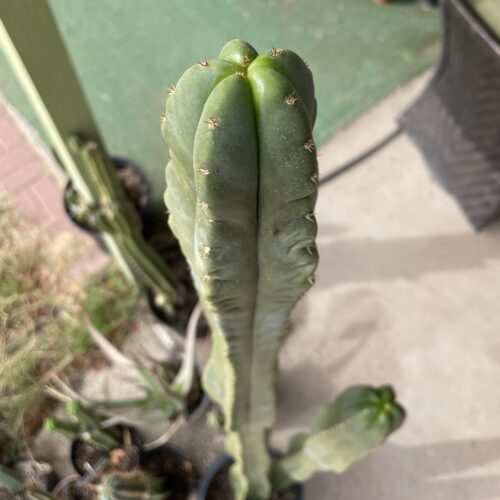 15in Desert Botanical Garden (DBG) Scopulicola cutting