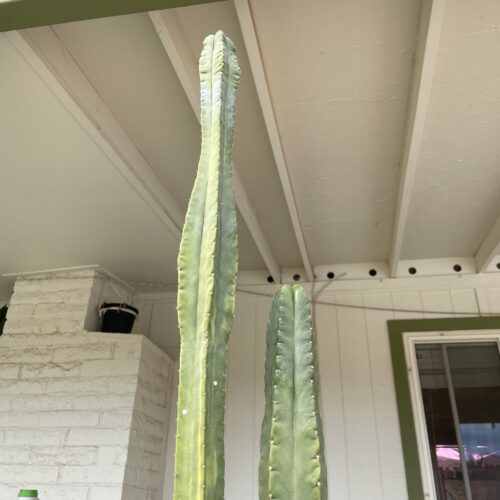 15in Desert Botanical Garden (DBG) Scopulicola cutting