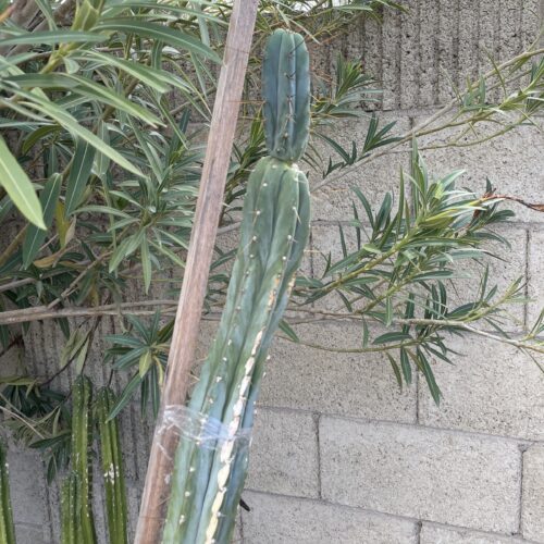 16in Bridgesii "Lumberjack" Cutting