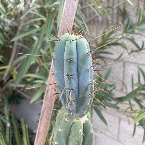 16in Bridgesii "Lumberjack" Cutting