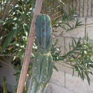 16in Bridgesii "Lumberjack" Cutting