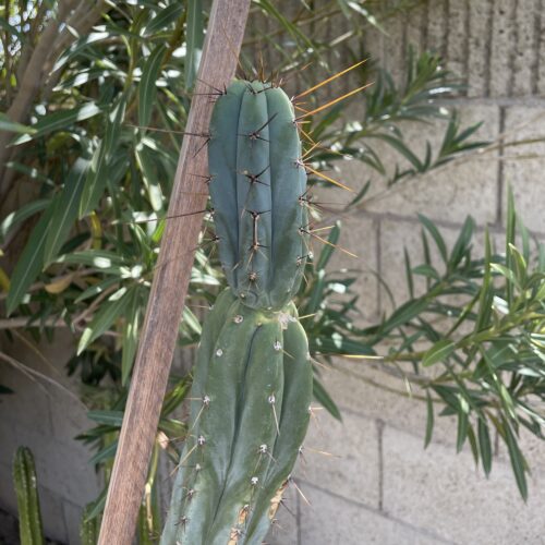 16in Bridgesii "Lumberjack" Cutting