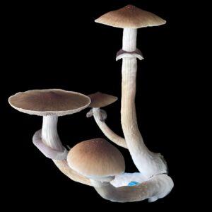 Oak Ridge Mushrooms