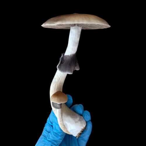 Jedi Mind Fuck Spores