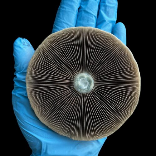 Jedi Mind Fuck Spores