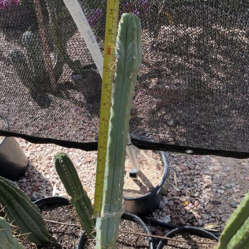 14 inch Bridgesii "Bolivian Torch" Cutting
