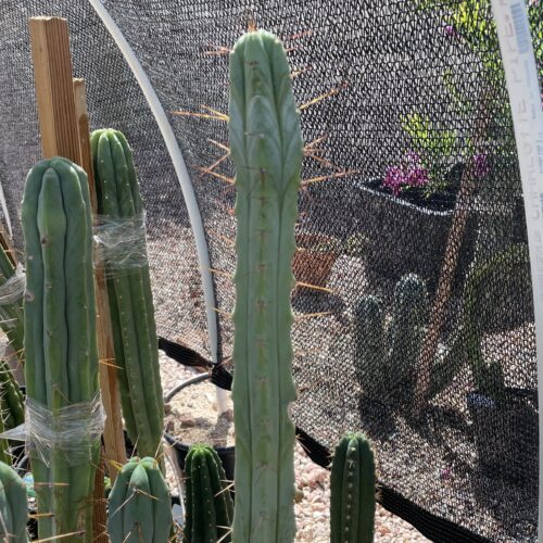 14 inch Bridgesii "Bolivian Torch" Cutting
