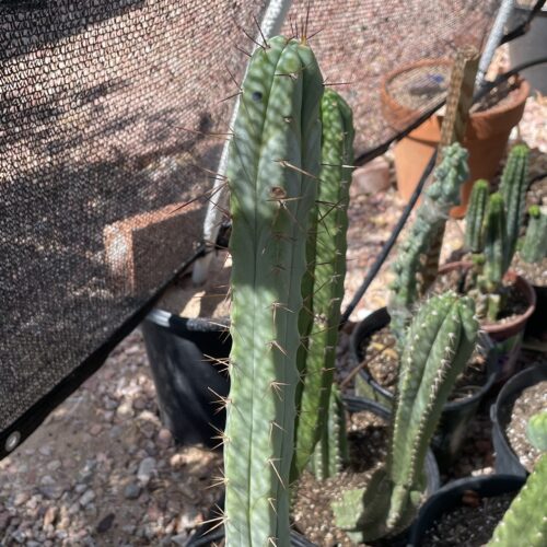 14 inch Bridgesii "Bolivian Torch" Cutting