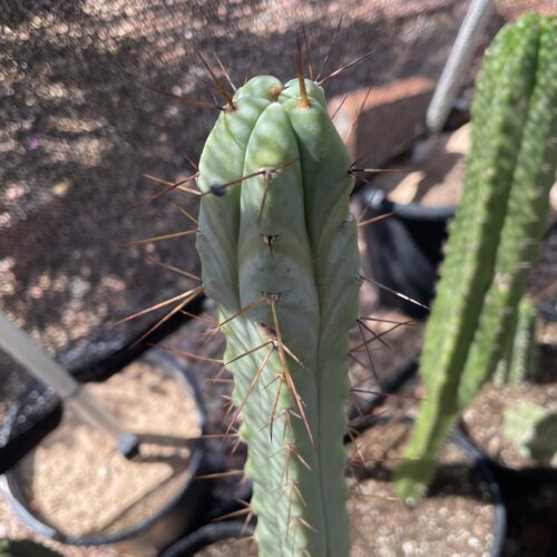 14 inch Bridgesii "Bolivian Torch" Cutting