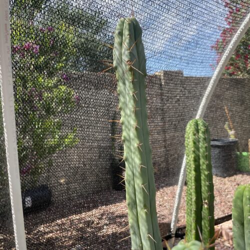 14 inch Bridgesii "Bolivian Torch" Cutting