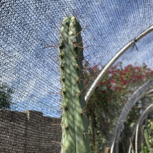 14 inch Bridgesii "Bolivian Torch" Cutting