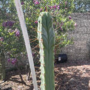 14 inch Bridgesii "Bolivian Torch" Cutting