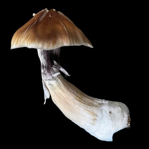 Oak Ridge Cubensis