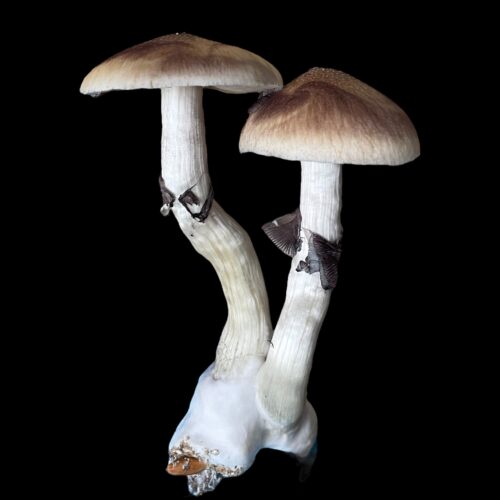 Lizard King Spores