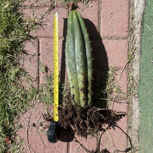 12 inch fully rooted San Pedro "TPQC"