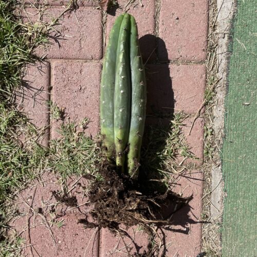 12 inch fully rooted San Pedro "TPQC"