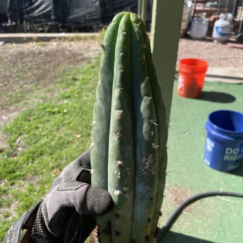 12 inch fully rooted San Pedro "TPQC"