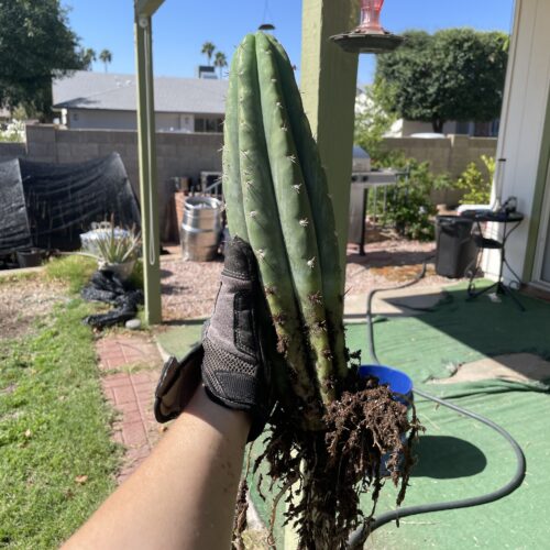 12 inch fully rooted San Pedro "TPQC"