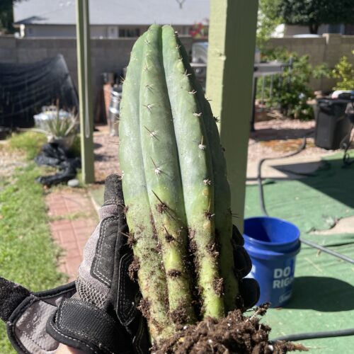 12 inch fully rooted San Pedro "TPQC"