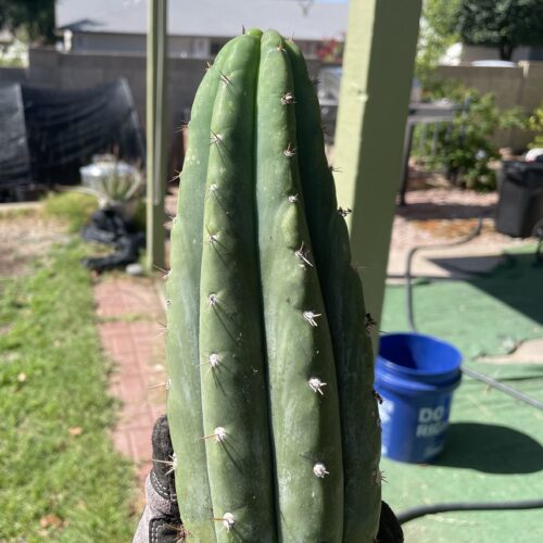 12 inch fully rooted San Pedro "TPQC"