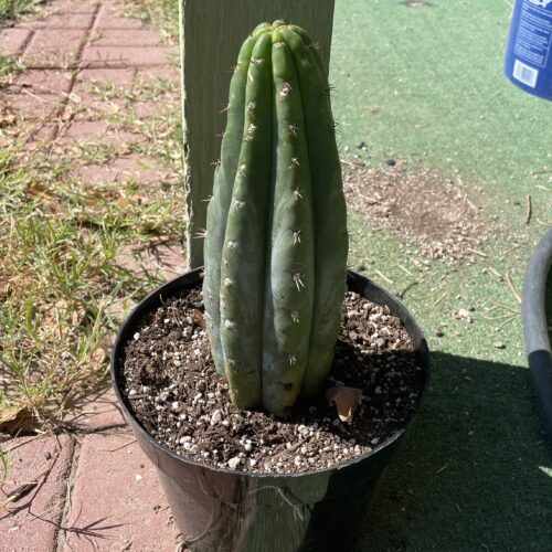 12 inch fully rooted San Pedro "TPQC"