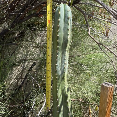 14 inch Ecuadorian Landrace Peruvian Torch Cutting