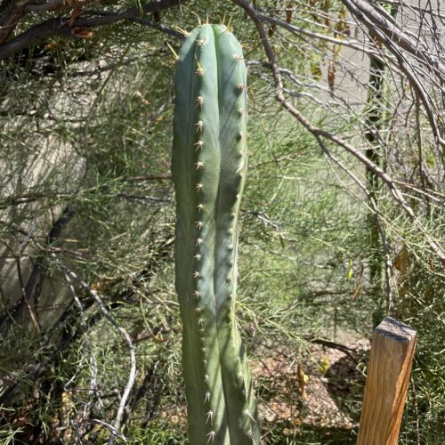 14 inch Ecuadorian Landrace Peruvian Torch Cutting