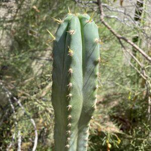14 inch Ecuadorian Landrace Peruvian Torch Cutting