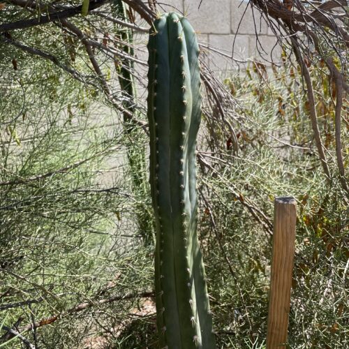 14 inch Ecuadorian Landrace Peruvian Torch Cutting