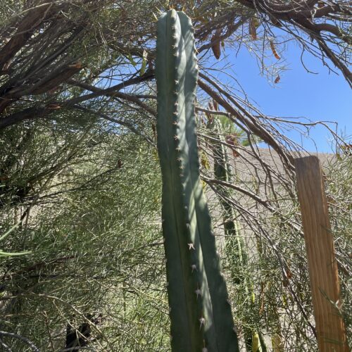 14 inch Ecuadorian Landrace Peruvian Torch Cutting