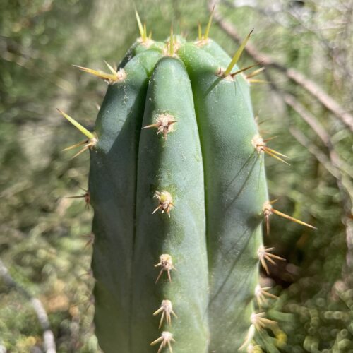 14 inch Ecuadorian Landrace Peruvian Torch Cutting
