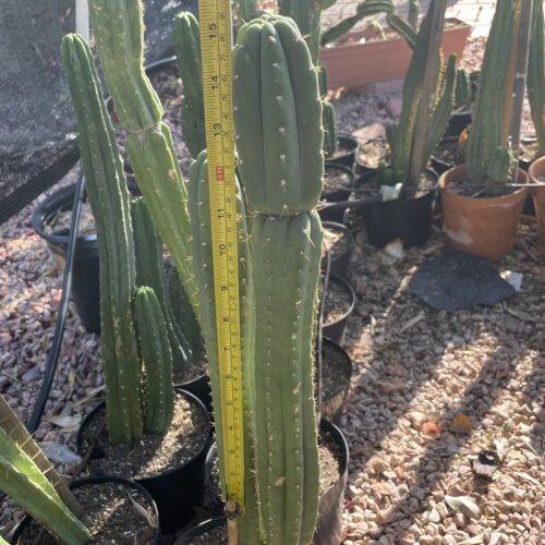 15 inch San Pedro "Yowie" cutting