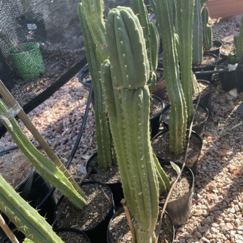 15 inch San Pedro "Yowie" cutting