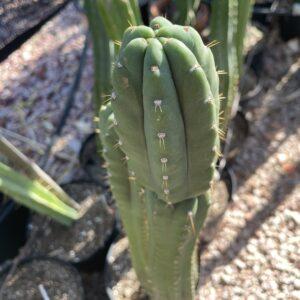 15 inch San Pedro "Yowie" cutting