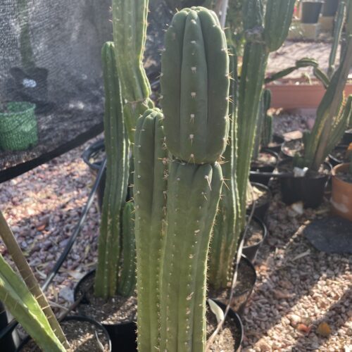 15 inch San Pedro "Yowie" cutting
