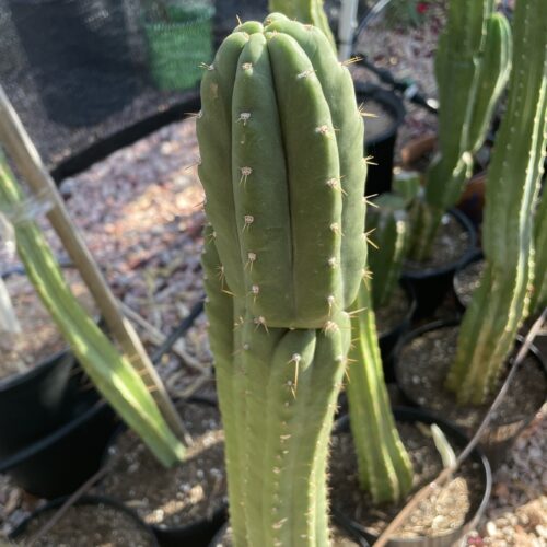 15 inch San Pedro "Yowie" cutting